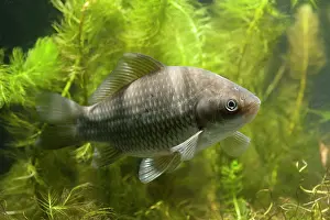Carp: Prussian Carp