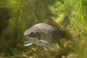 Carp: Prussian Carp