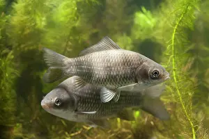 Carp: Prussian Carp