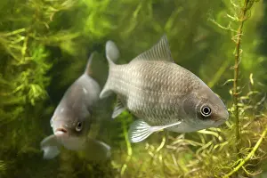 Carp: Prussian Carp