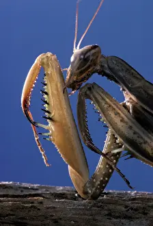Dictyoptera: Prying Mantis - head and front legs