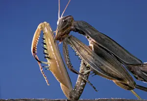 Dictyoptera: Prying Mantis - head and front legs