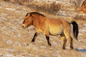 Ferus: PRZEWALSKI HORSE