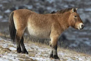 Ferus: PRZEWALSKI HORSE
