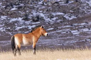 Ferus: PRZEWALSKI HORSE