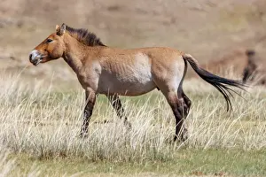 Equidae: PRZEWALSKI HORSE