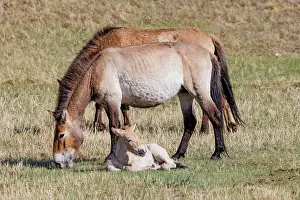 Jeune: PRZEWALSKI HORSE