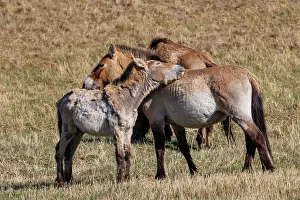 Equidae: PRZEWALSKI HORSE