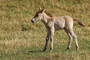 Jeune: PRZEWALSKI HORSE