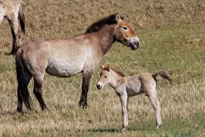 Jeune: PRZEWALSKI HORSE