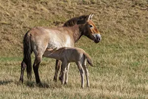 Jeune: PRZEWALSKI HORSE