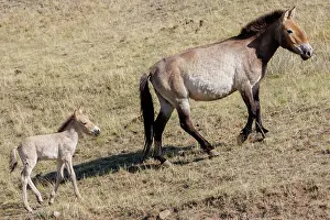 Jeune: PRZEWALSKI HORSE
