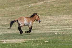 Equidae: PRZEWALSKI HORSE