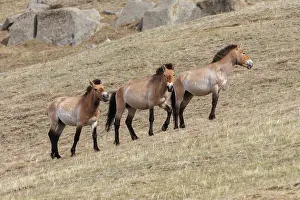 Equidae: PRZEWALSKI HORSE