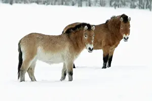 Oustide: Przewalski Horse - stallion and mare in snow