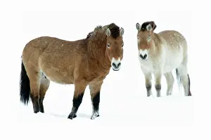 Oustide: Przewalski Horse - stallion and mare in snow