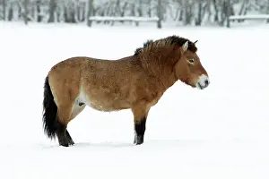 Oustide: Przewalski Horse - stallion in snow