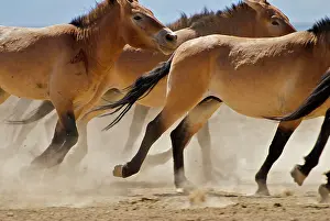 Brian Mcdairmant: Przewalski Wild Horses