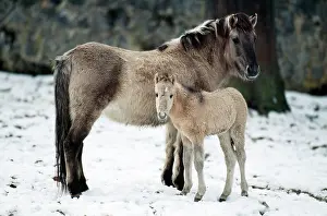 Przewalskii: PrzewalskiIs / Takhi / Mongolian Wild HORSE - side