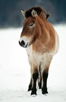 Przewalski: PrzewalskiIs / Takhi / Mongolian Wild HORSE