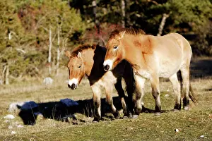 Przewalski: PrzewalskiIs / Takhi / Mongolian wild horse