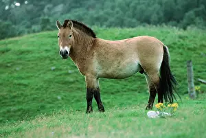 Przewalskis: PrzewalskiIs / Takhi / Mongolian wild horse