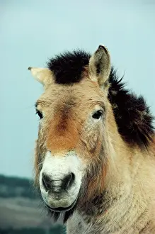 Pat Morris: PrzewalskiIs / Takhi / Mongolian Wild HORSE