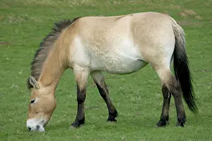 Przewalskii: PrzewalskiIs / Takhi / Mongolian Wild HORSE - grazing