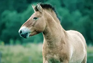 Przewalskii: PrzewalskiIs / Takhi / Mongolian wild horse - Highland