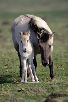 Przewalskii: PrzewalskiIs / Takhi / Mongolian wild horse - mare with foal
