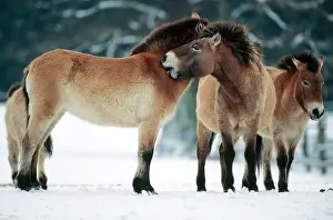Przewalski: PrzewalskiIs / Takhi / Mongolian Wild HORSES - grooming