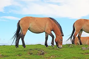 Przewalski: Przewalski's Horse