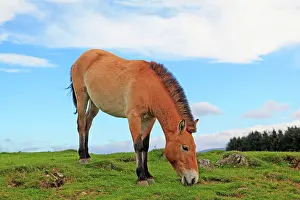 Przewalski: Przewalski's Horse