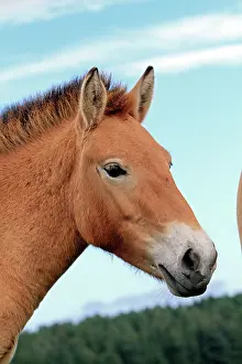 Przewalski: Przewalski's Horse