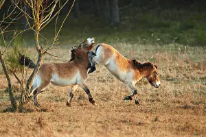 Przewalskii: Przewalski's horse (Equus ferus przewalskii) in