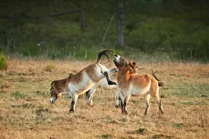 Przewalskii: Przewalski's horse (Equus ferus przewalskii) in