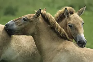 Ferus: Przewalski's Horse (Equus ferus przewalskii) c