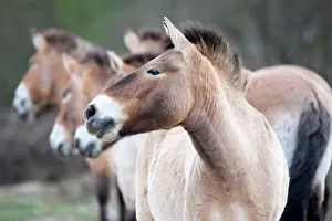 Clearing: Przewalski's horse (Equus przewalskii), herd in