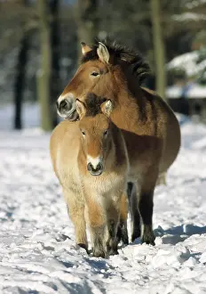 Filly: Przewalski's Horse with a foal in snow, Hofgeismar