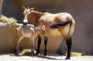 Przewalski: Przewalski's Horse - mother & day old young