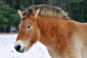 Hooved: Przewalski's Horse (Przewalski's Horse), portrait