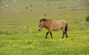Przewalski: Przewalski's Horse in a wild herd introduced Le