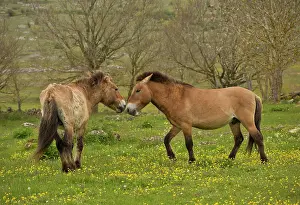 Przewalski: Przewalski's Horse in a wild herd introduced Le