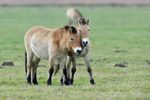 Emsland: Przewalski's Horses (Equus ferus przewalskii)