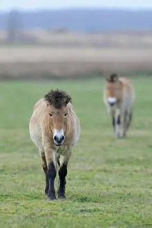 Emsland: Przewalski's Horses (Equus ferus przewalskii)
