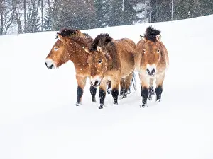 Snowfall: Przewalskis horses (Equus przewalskii) during snowfall
