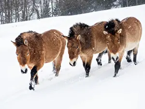 Snowfall: Przewalskis horses (Equus przewalskii) during snowfall
