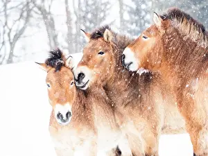 Snowfall: Przewalskis horses (Equus przewalskii) during snowfall