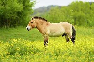 Ferus: Przewalski's stallion (Equus ferus przewalskii)