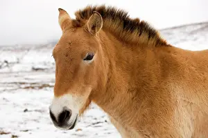 Przewalski: Przewalski's / Takhi / Mongolian Wild Horse